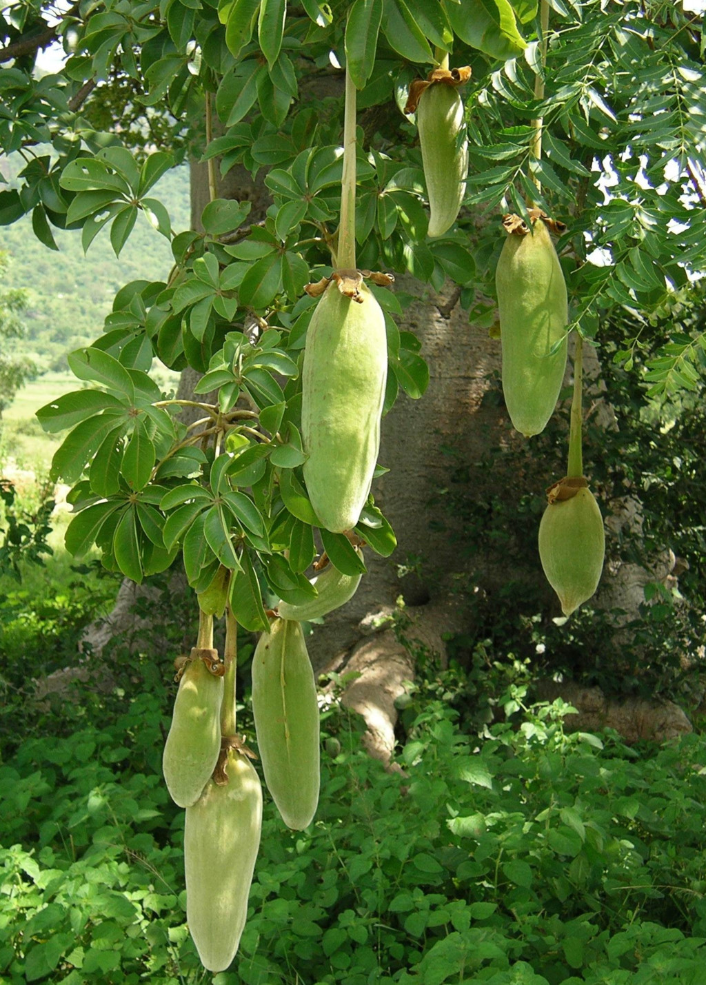 [-]Sức[-]sống[-]mạnh[-]mẽ[-]từ[-]"loài[-]cây[-]mọc[-]ngược"